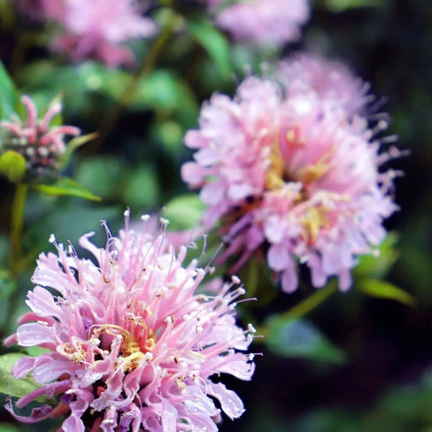 Bergamot Seeds - Wild Bee Balm - Alliance of Native Seedkeepers - 4. Bee Balm