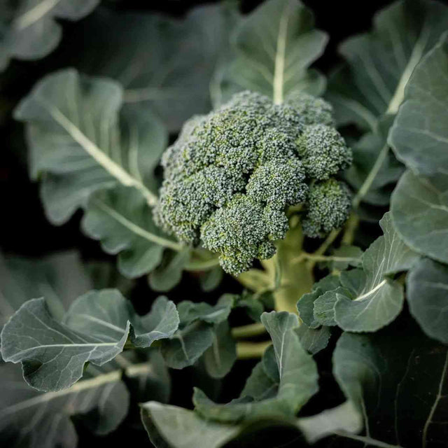 Broccoli Seeds - Di Cicco - Alliance of Native Seedkeepers - Vegetable Seeds