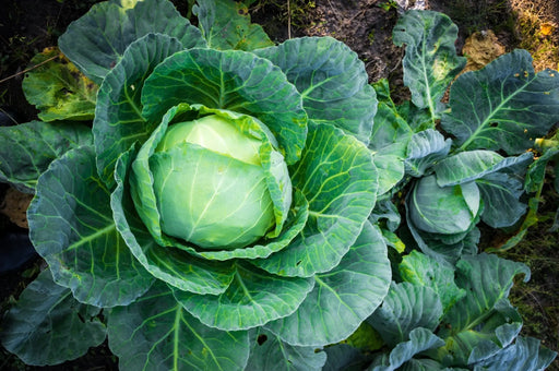 Cabbage Seeds - Late Flat Dutch - Alliance of Native Seedkeepers - 1. All Vegetables