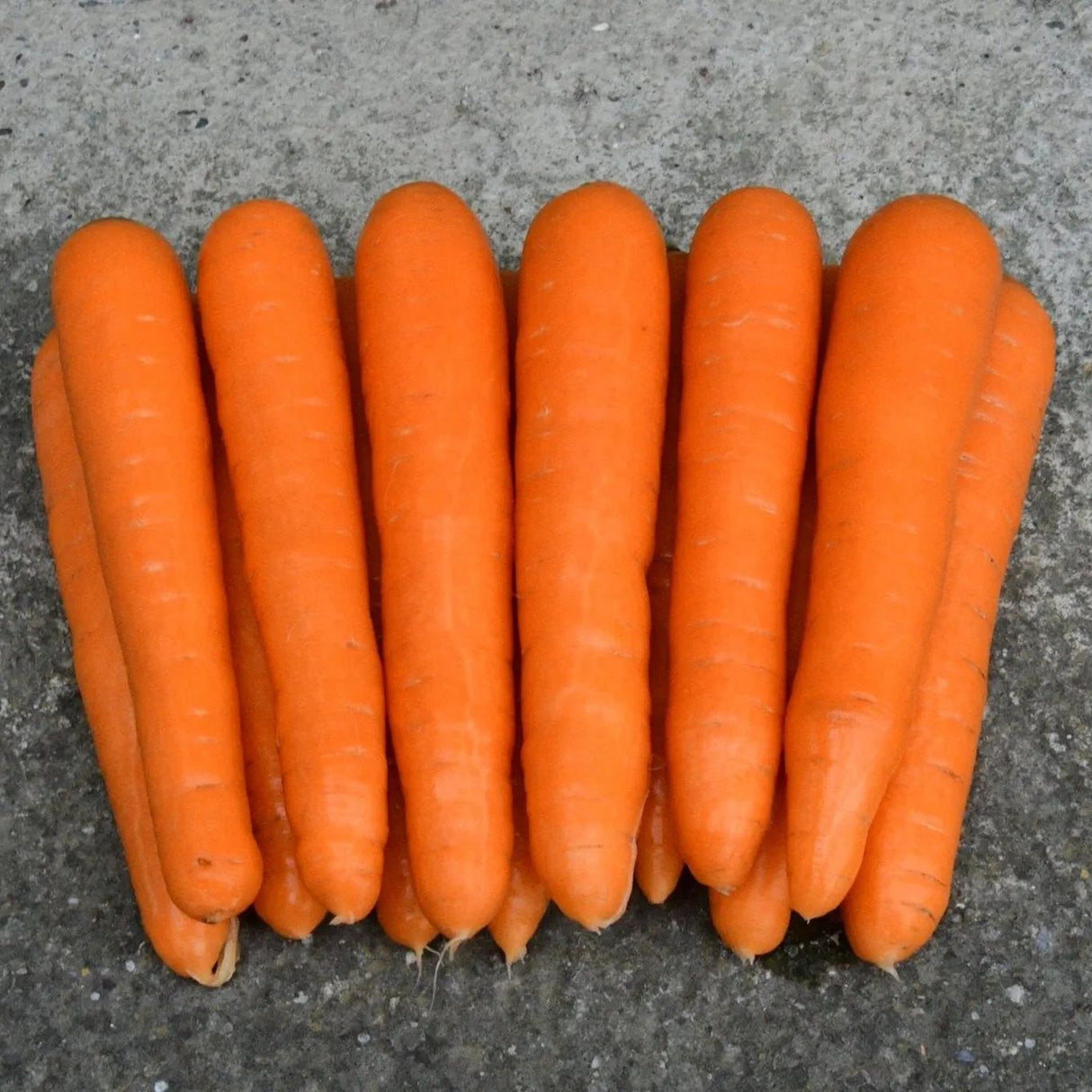 Carrot Seeds - Scarlet Nantes - Alliance of Native Seedkeepers - Vegetable Seeds