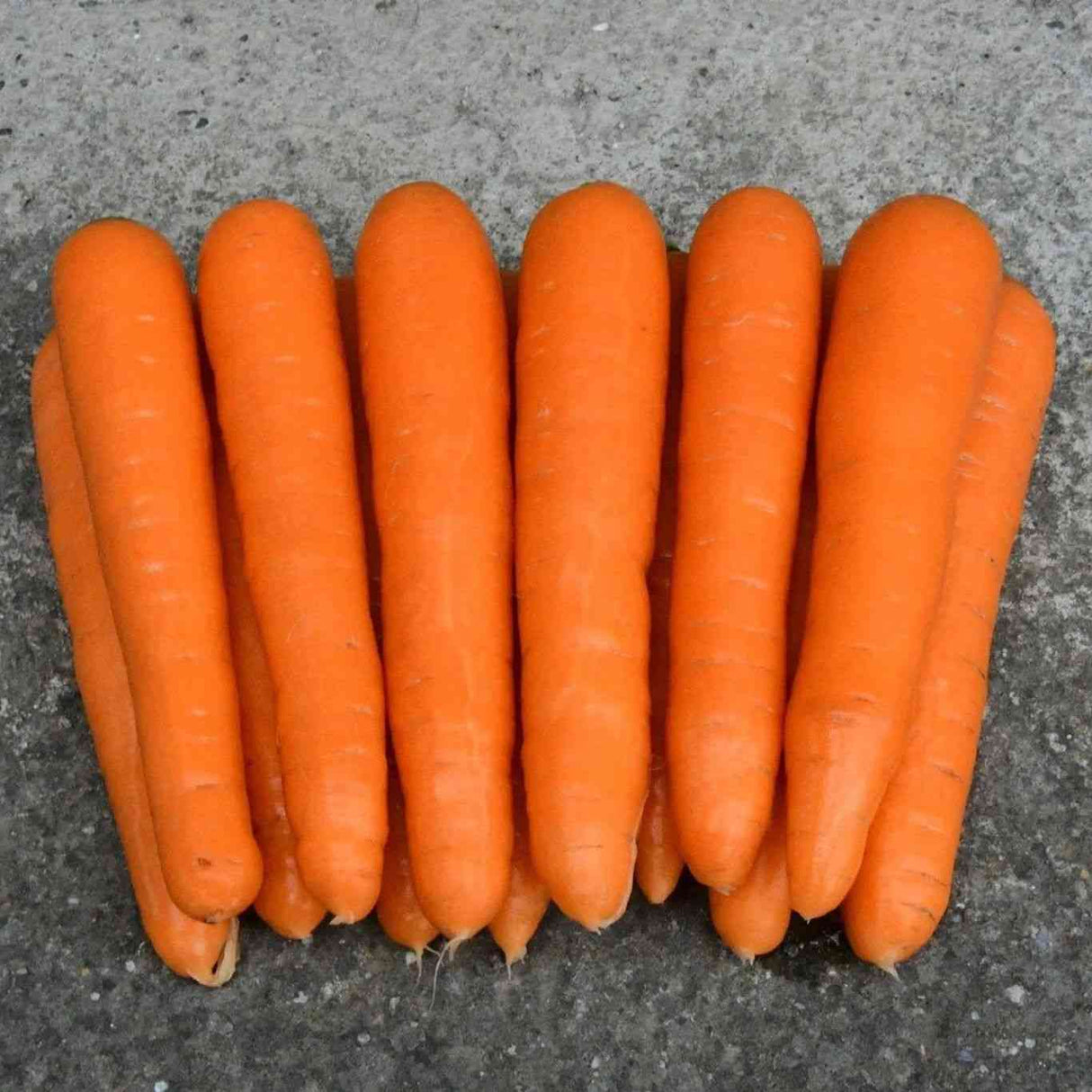 Carrot Seeds - Scarlet Nantes - Alliance of Native Seedkeepers - Vegetable Seeds