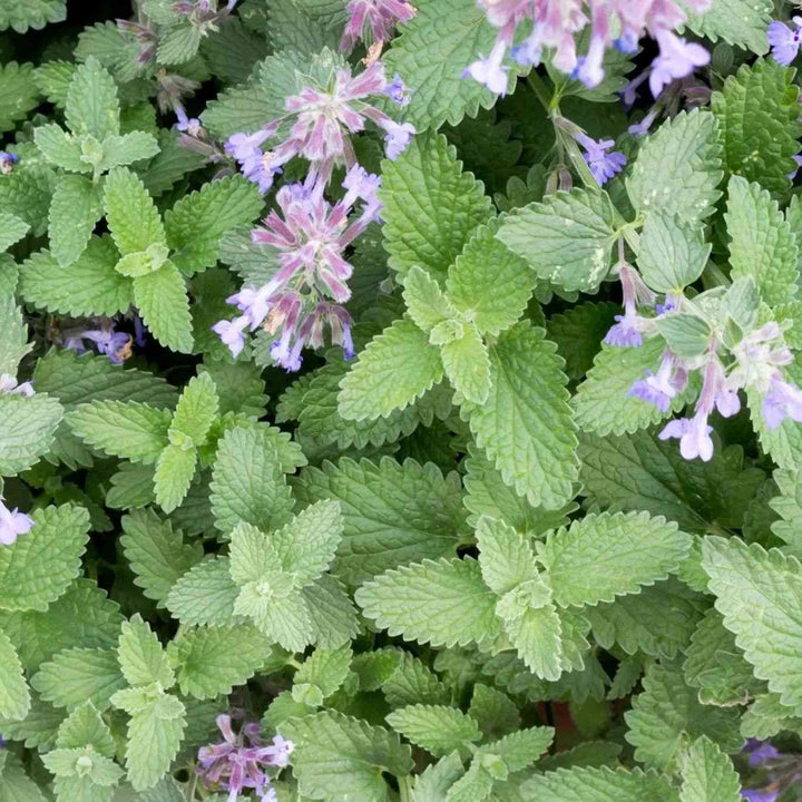 Catnip