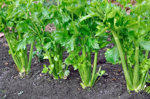Celery Seeds - Tall Utah 52-70R Improved - Alliance of Native Seedkeepers - Celery