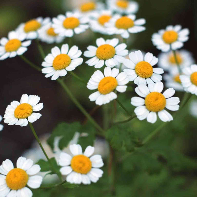 Dark Slate Gray Chamomile Seeds - Roman Alliance Of Native Seedkeepers Herb Seeds