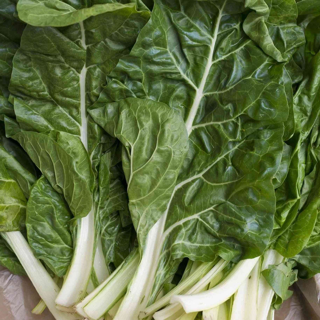 Chard Seeds - Swiss - Fordhook Giant Swiss Chard - Alliance of Native Seedkeepers - Vegetable Seeds