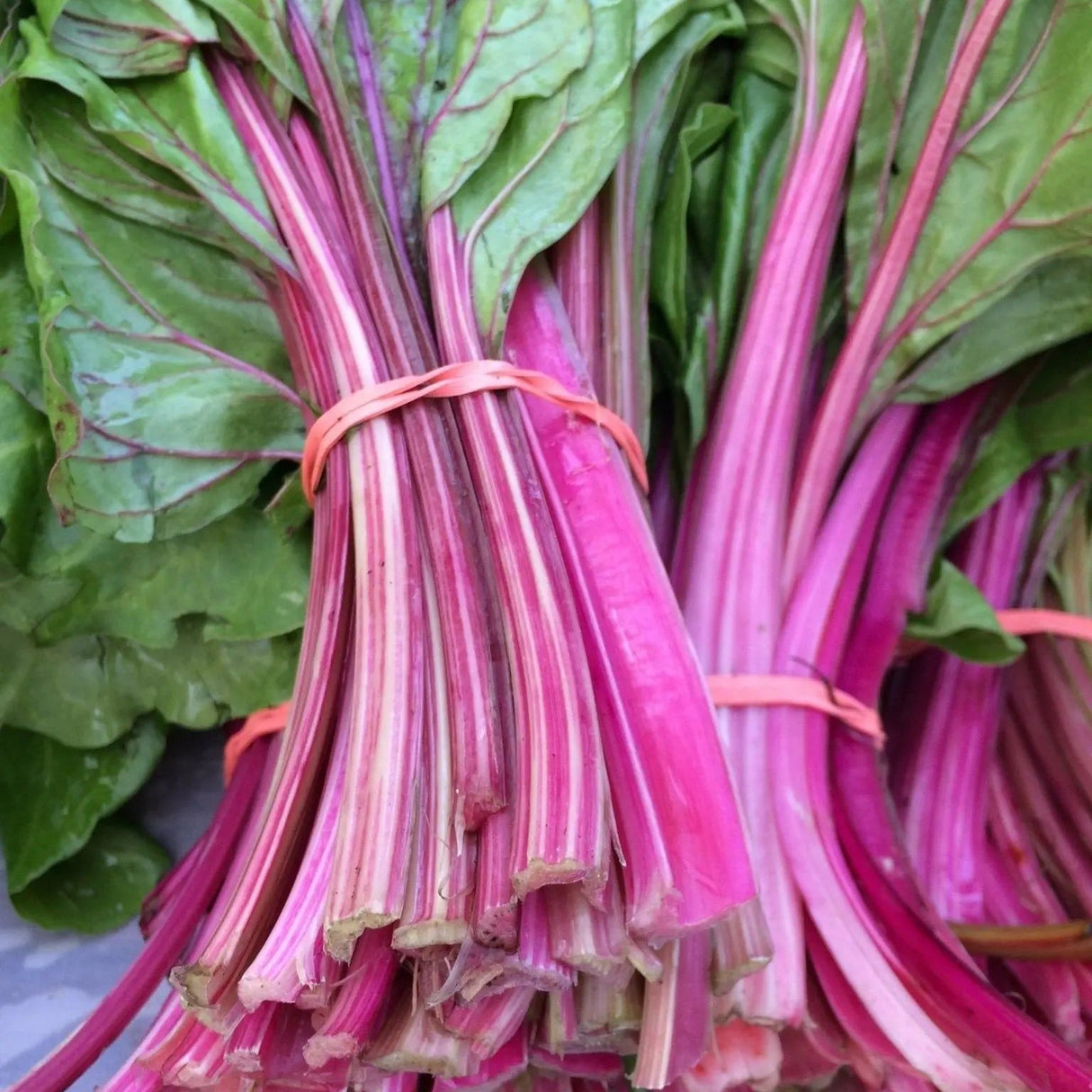 Chard Seeds - Swiss - Magenta Sunset - Alliance of Native Seedkeepers - Vegetable Seeds