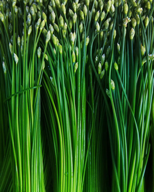 Chive Seeds - Garlic Chives - Alliance of Native Seedkeepers - 4. All Herbs