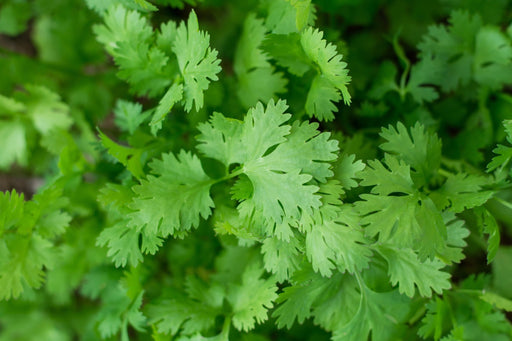 Cilantro Seeds - Slow Bolting - Alliance of Native Seedkeepers - 4. All Herbs