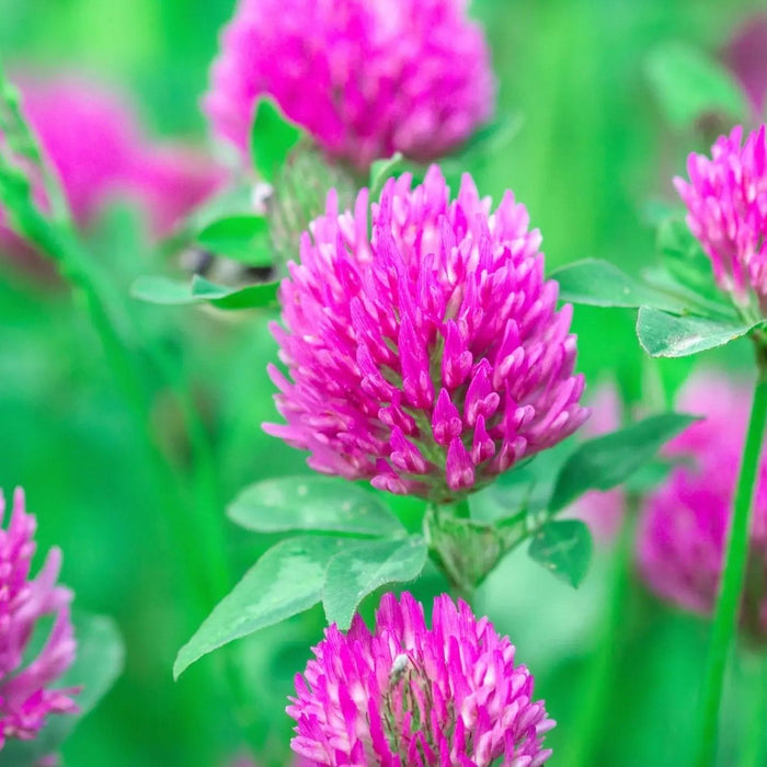 Clover Seeds - Medium Red - Alliance of Native Seedkeepers - 5. Cover Crops & Grains