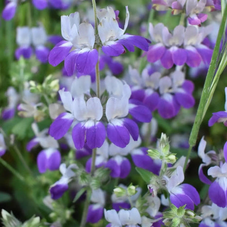 Collinsia Seeds - Chinese Houses - Alliance of Native Seedkeepers - 3. All Flowers