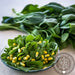 Corn Salad (Mache) Seeds - Dutch Broad Leaved - Alliance of Native Seedkeepers - 1. All Vegetables