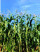 Corn Seeds - Cherokee White Flour - Alliance of Native Seedkeepers - Corn