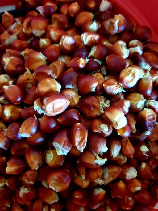 Corn Seeds - Floriani Red Flint - Alliance of Native Seedkeepers - Corn