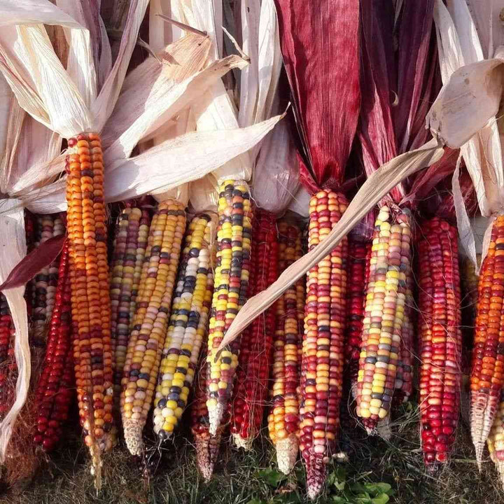 Painted Mountain Flour Corn Seeds