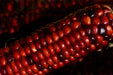 Corn Seeds - Jimmy Red - Alliance of Native Seedkeepers - 1. All Vegetables