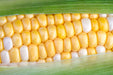Corn Seeds - Pearls & Gold - Alliance of Native Seedkeepers - Corn