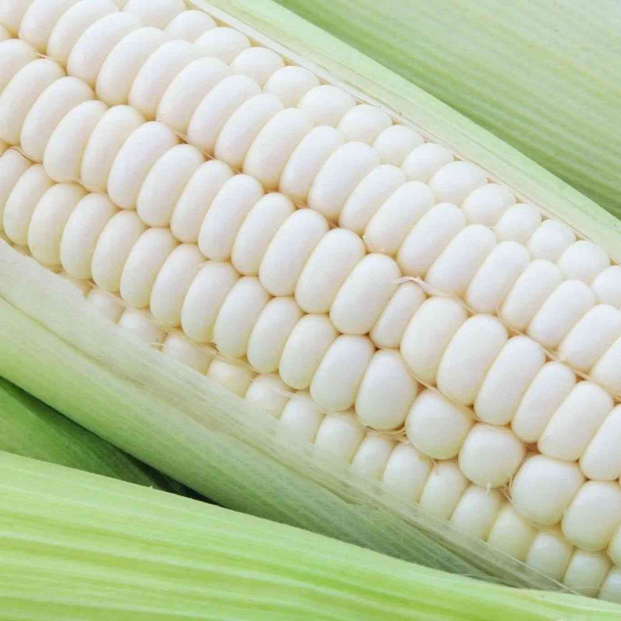 Sweet Stowell's Evergreen Corn Seeds showcasing fresh, vibrant corn for premium garden harvests