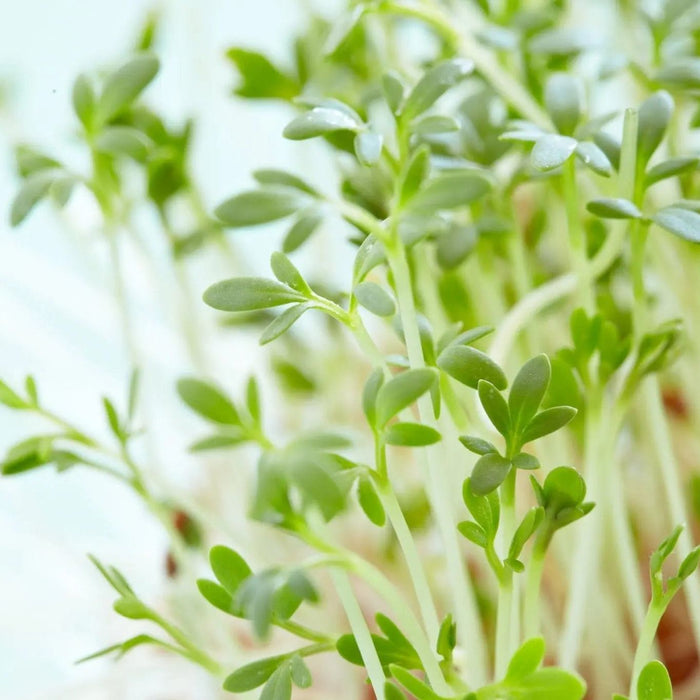 Cress Seeds - Curled Garden - Alliance of Native Seedkeepers - 1. Greens