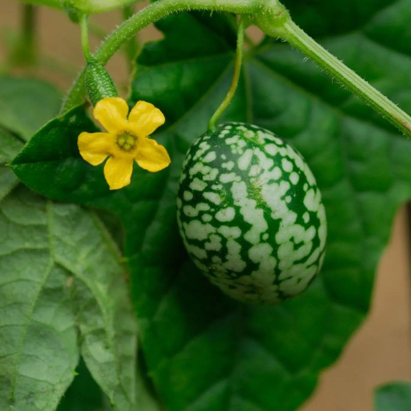 Cucamelon Seeds - Mexican Sour Gherkin - Alliance of Native Seedkeepers - Vegetable Seeds