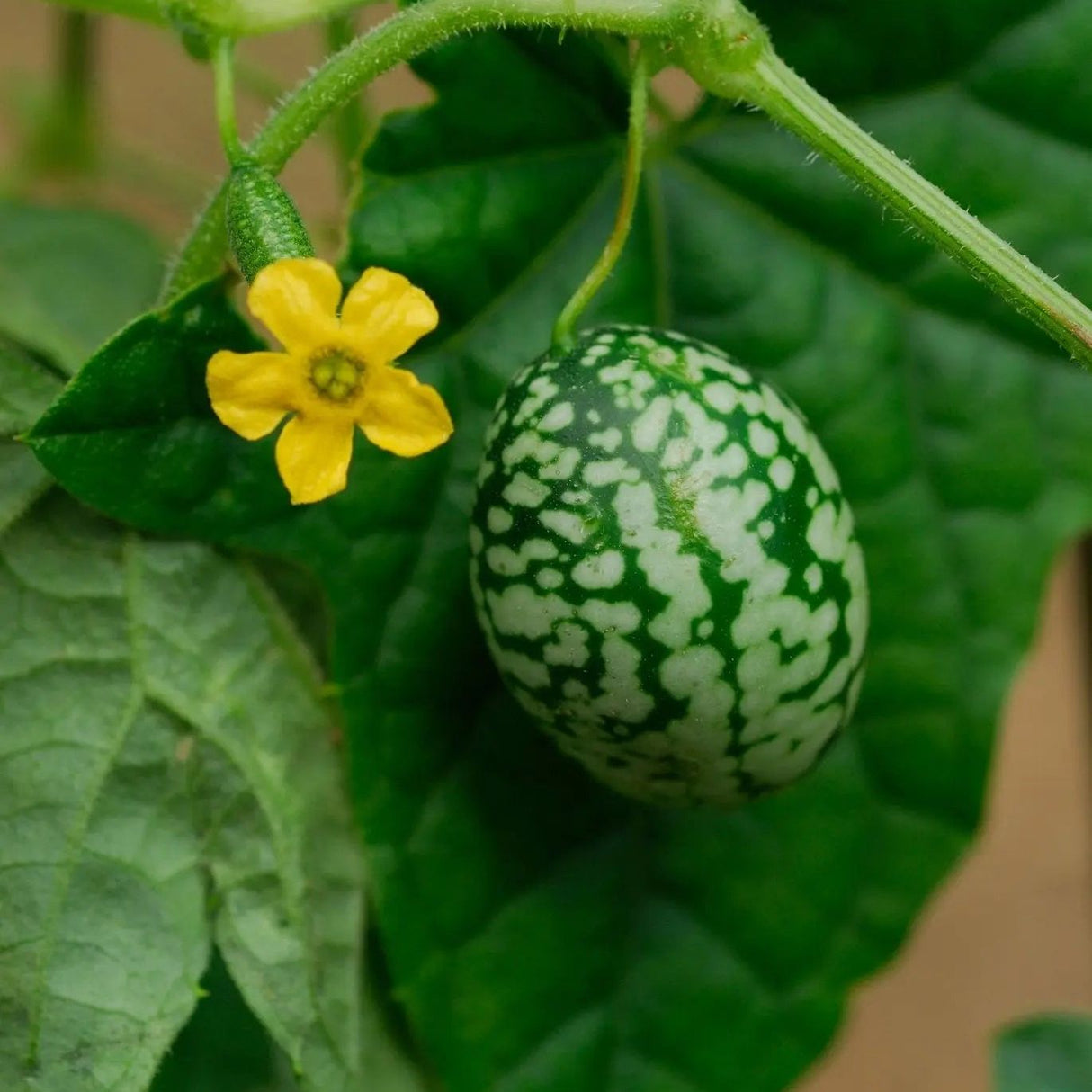 Cucamelon Seeds - Mexican Sour Gherkin - Alliance of Native Seedkeepers - Vegetable Seeds