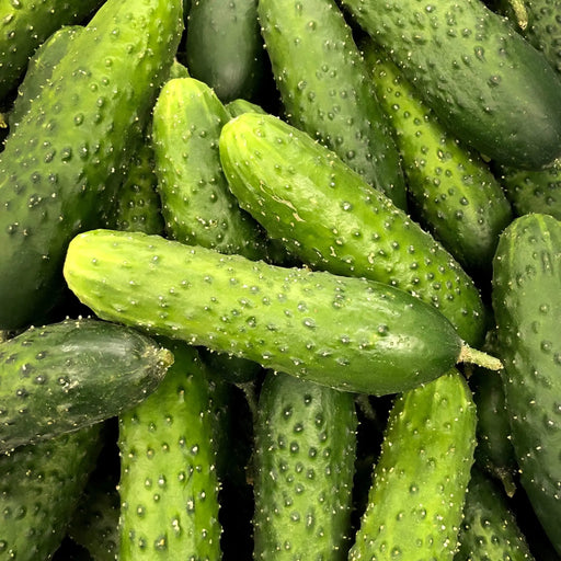 Cucumber Seeds - Early Fortune - Alliance of Native Seedkeepers - Cucumbers