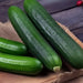 Cucumber Seeds - Spacemaster 80 - Alliance of Native Seedkeepers -