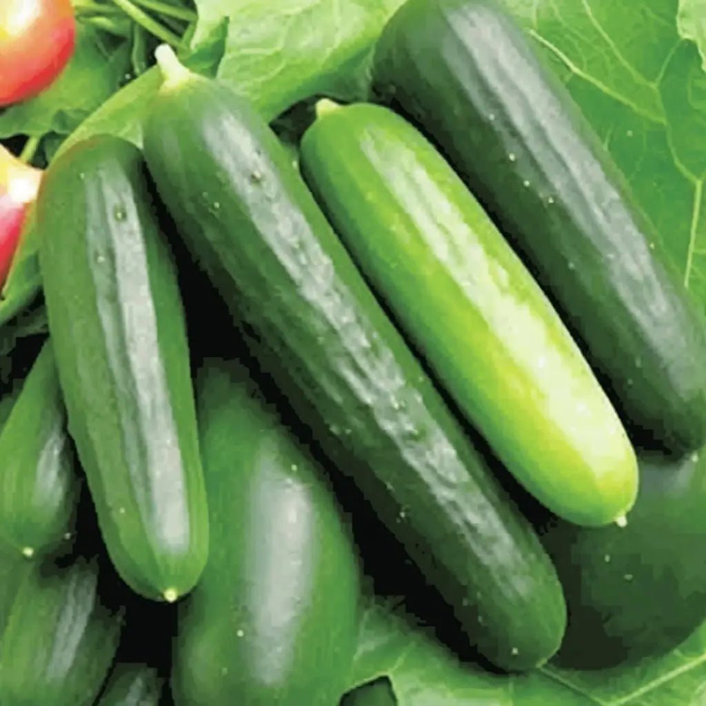 Cucumber Seeds - Vining - Ashley - Alliance of Native Seedkeepers - Vegetable Seeds