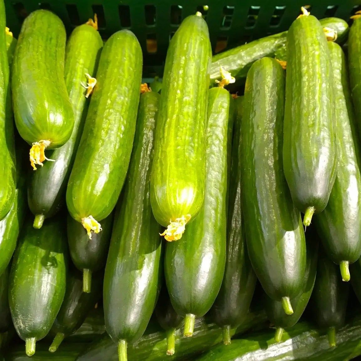 Cucumber Seeds - Vining - Muncher Burpless - Alliance of Native Seedkeepers - Vegetable Seeds