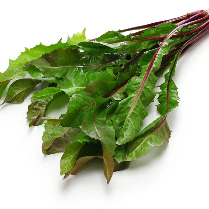 Dandelion Seeds - Italiko Rosso - Alliance of Native Seedkeepers - Dandelion