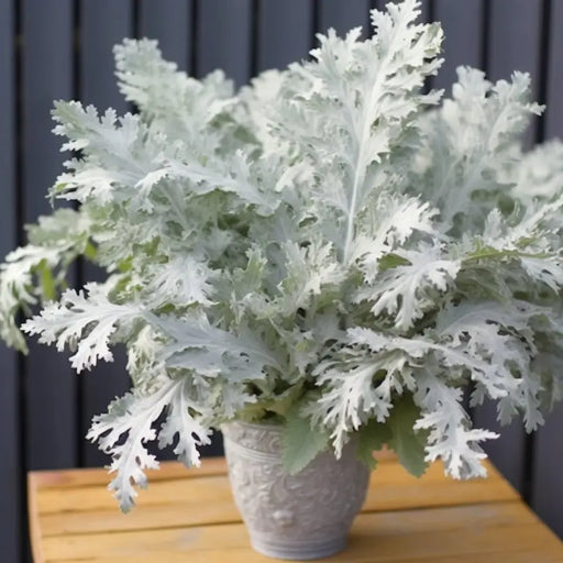 Dusty Miller Seeds - Silverdust (Coming Jan/Feb 2024) - Alliance of Native Seedkeepers -