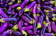 Eggplant Seeds - Pingtung Long - Alliance of Native Seedkeepers - Eggplant