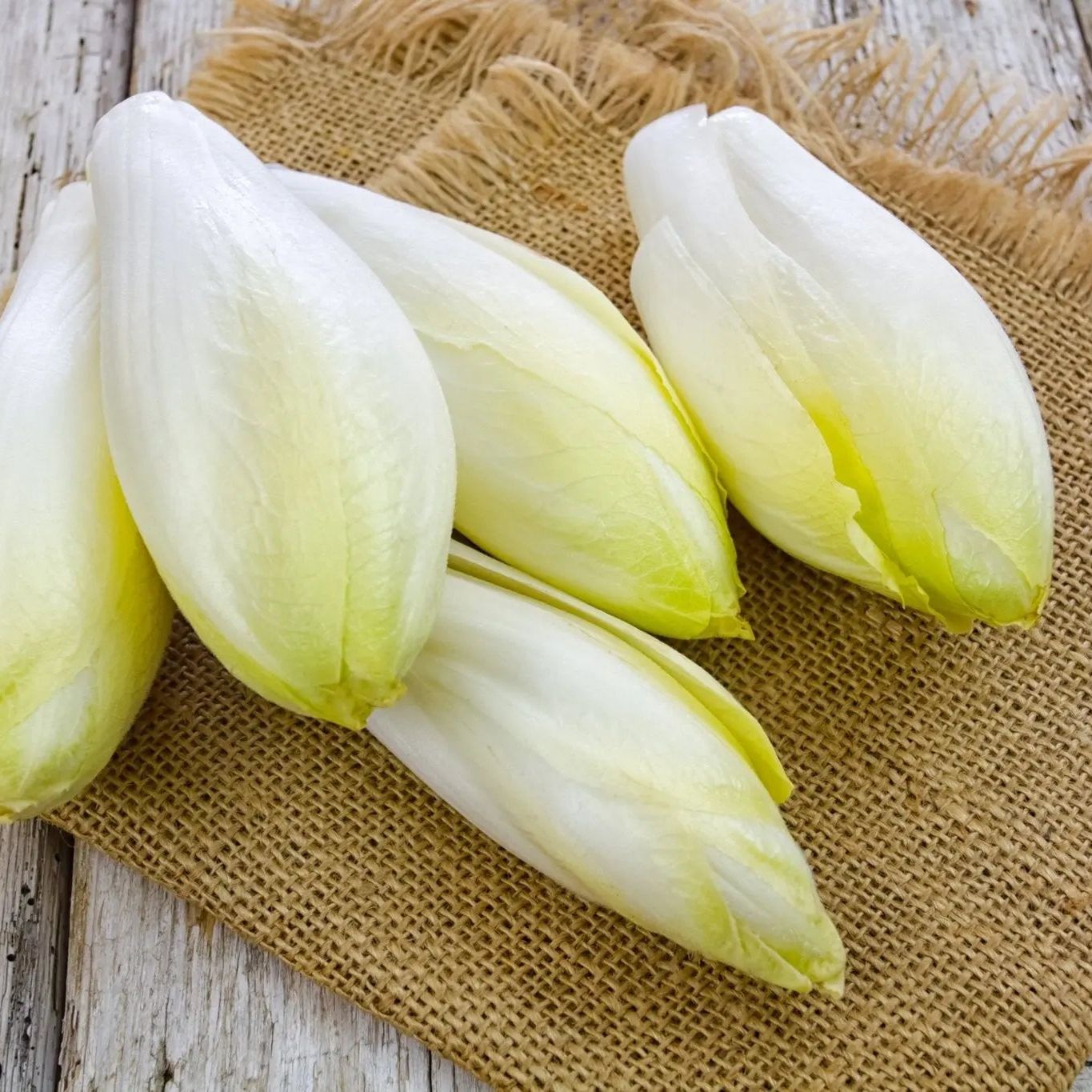 Endive Seeds - Witloof Chicory - Alliance of Native Seedkeepers - Vegetable Seeds