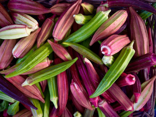 A basket full of colorful okra, including Alliance of Native Seedkeepers' Kandahar Pendi Okra seeds which are open-pollinated and non-GMO.