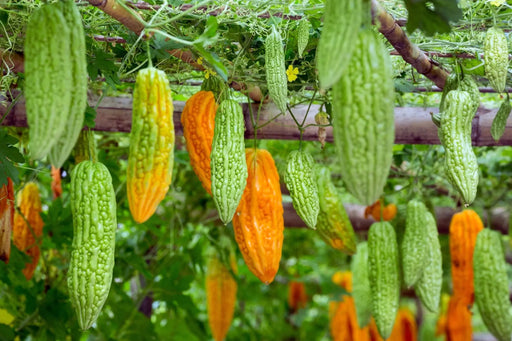 Gourd Seeds - Ganjyu Bitter Melon - Alliance of Native Seedkeepers - 2. All Fruits