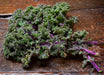 Kale Seeds - Red Russian - Alliance of Native Seedkeepers - 1. All Vegetables