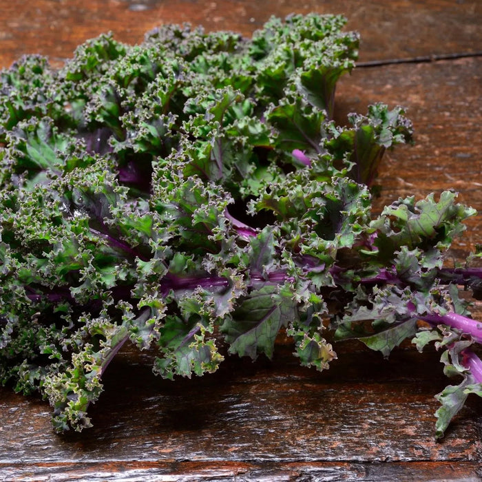 Kale Seeds - Red Russian - Alliance of Native Seedkeepers - 1. All Vegetables