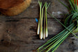 Lemon Grass Seeds - West Indian - Alliance of Native Seedkeepers - 4. All Herbs