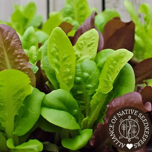 Lettuce Seeds - Gourmet Mix - Alliance of Native Seedkeepers -