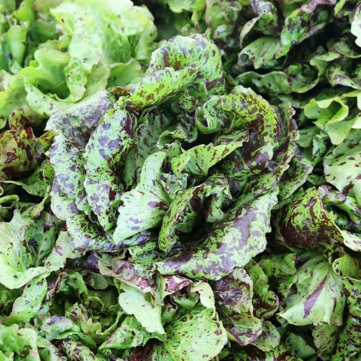 Speckles Lettuce Seeds