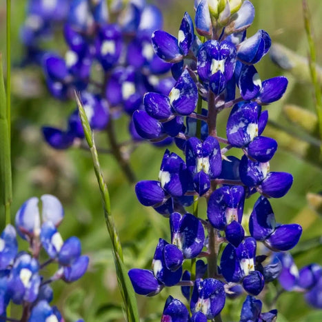 Lupinus Seeds - Texas Bluebonnet - Alliance of Native Seedkeepers - 3. All Flowers