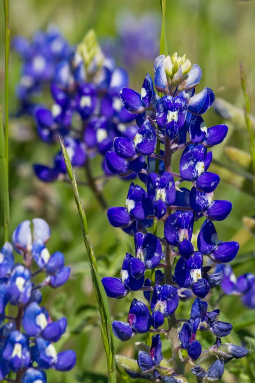 Lupinus Seeds - Texas Bluebonnet - Alliance of Native Seedkeepers - 3. All Flowers