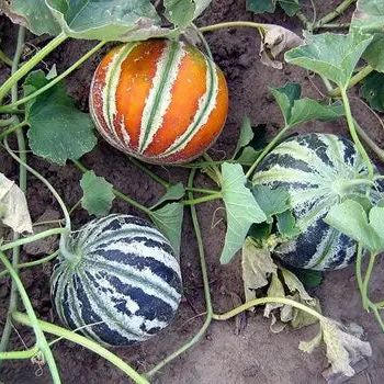 Melon Seeds - Kajari - Alliance of Native Seedkeepers - 2. All Fruits