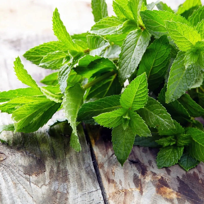Mint Seeds - Alliance of Native Seedkeepers - 4. All Herbs