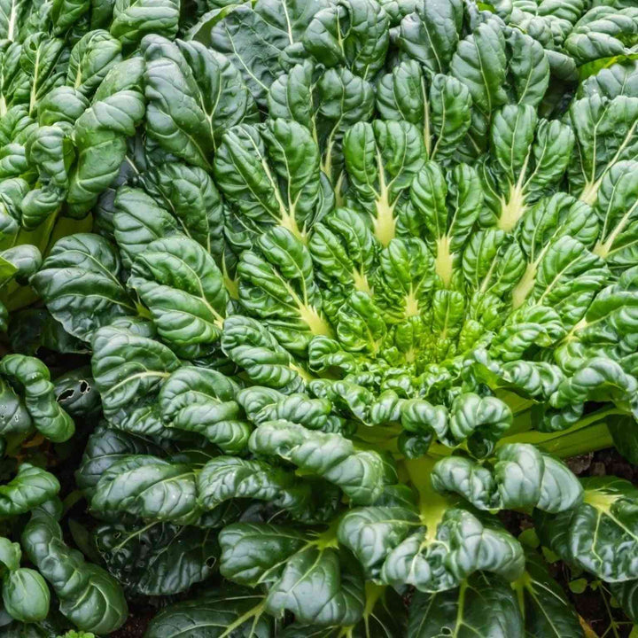Green Tatsoi Mustard Seeds