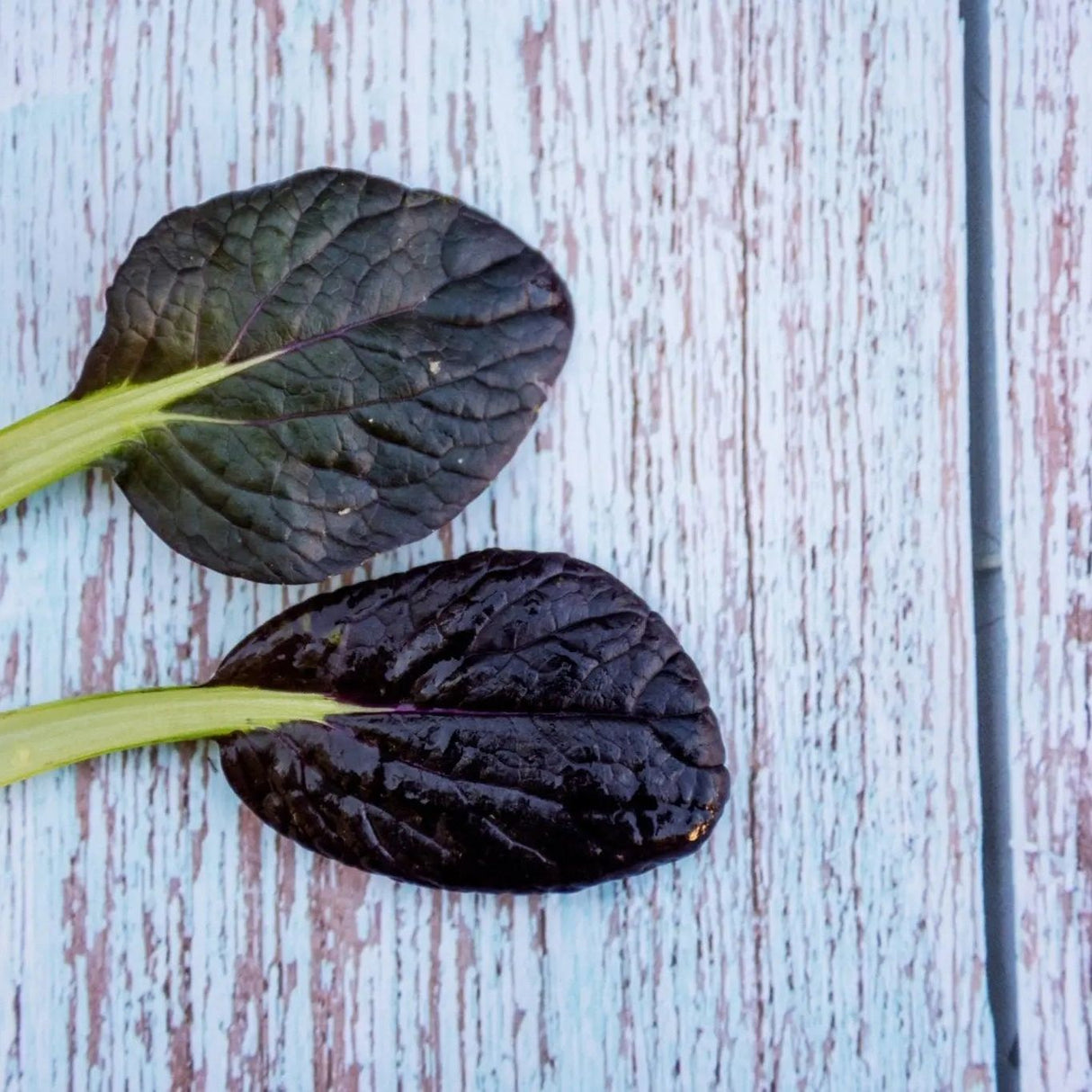 Mustard Seeds - Red Tatsoi - Alliance of Native Seedkeepers - Vegetable Seeds