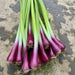 Onion Seeds - Apache Bunching (Coming Jan/Feb 2024) - Alliance of Native Seedkeepers -