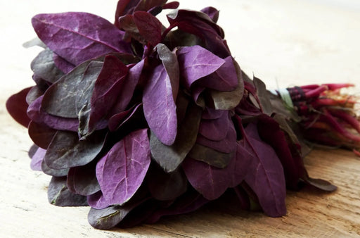 Orach Seeds - Purple - Alliance of Native Seedkeepers - Orach