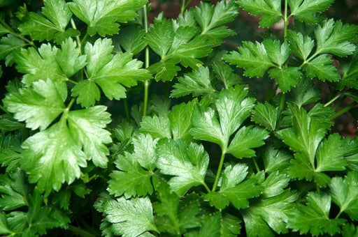Parsley Seeds - Italian - Alliance of Native Seedkeepers - 4. All Herbs