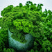 Parsley Seeds - Triple Moss Curled - Alliance of Native Seedkeepers -