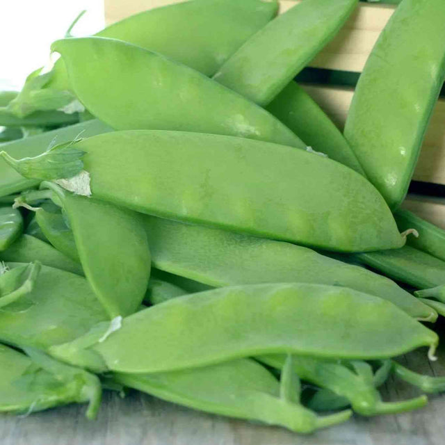 Dark Sea Green Pea Seeds - Snow - Oregon Sugar Pod II Alliance Of Native Seedkeepers Vegetable Seeds